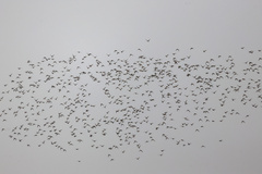 Sibirionetta formosa