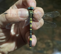 Paragomphus magnus