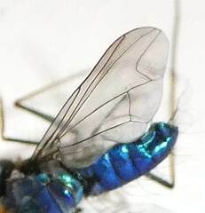 Condylostylus comatus