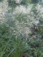 Cyperus distans