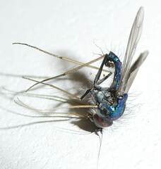 Condylostylus comatus