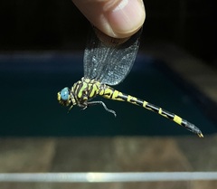 Paragomphus magnus
