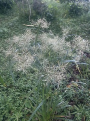 Cyperus distans