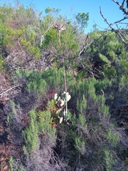 Cotyledon orbiculata spuria