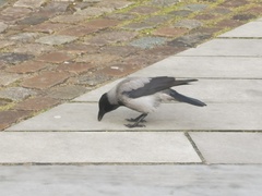 Corvus cornix