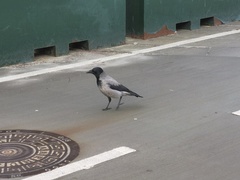Corvus cornix