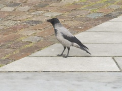 Corvus cornix