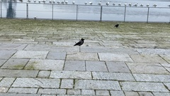 Corvus cornix