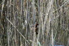 Tachybaptus ruficollis capensis