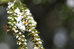 Epacris gunnii