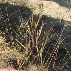 Aristida desmantha