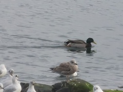 Anas platyrhynchos
