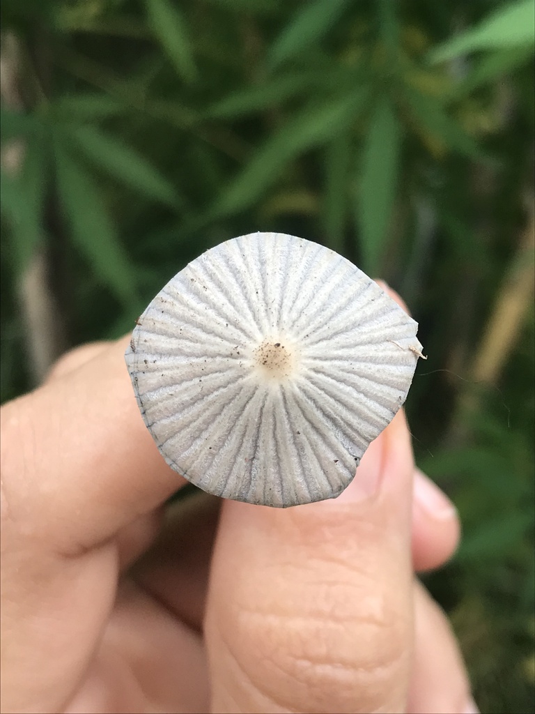Parasola plicatilis · February 2023 · photo: © tutitah (iNaturalist, cc0)