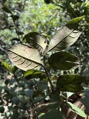 Citharexylum sulcatum