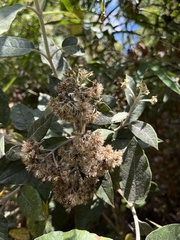 Ageratina asclepiadea