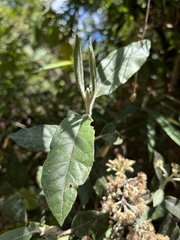 Ageratina asclepiadea