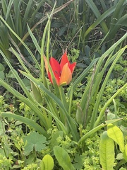 Tulipa agenensis
