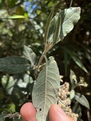 Ageratina asclepiadea