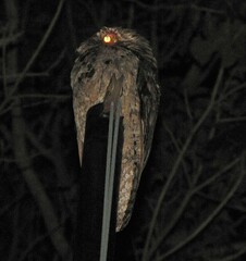 Nyctibius griseus