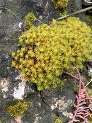 Syntrichia ruralis