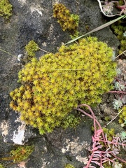 Syntrichia ruralis
