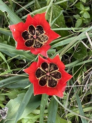 Tulipa agenensis