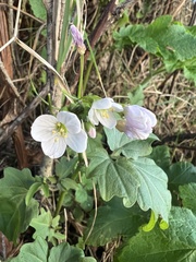 Cardamine californica