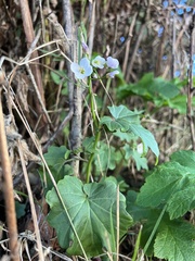Cardamine californica
