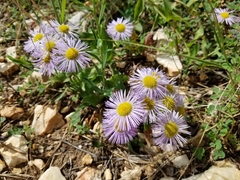 Erigeron subtrinervis