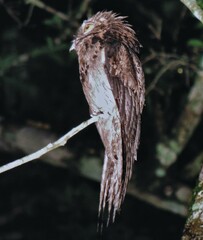 Nyctibius griseus