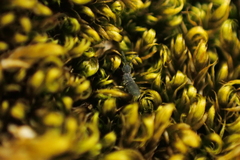 Cryptopygus antarcticus