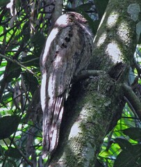 Nyctibius griseus