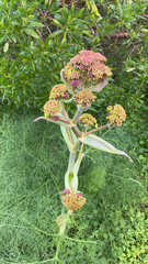 Ferula communis