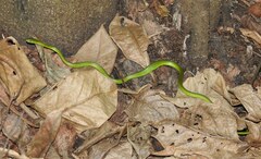 Philothamnus natalensis