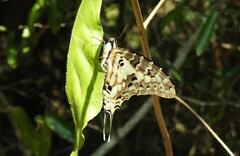 Graphium antheus