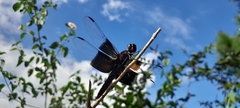 Thermorthemis madagascariensis