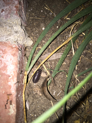 Armadillidium vulgare