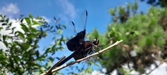 Thermorthemis madagascariensis