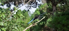 Thermorthemis madagascariensis