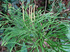 Selaginellaceae