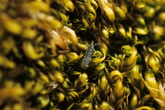 Cryptopygus antarcticus