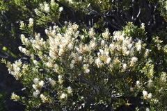 Orites lancifolius