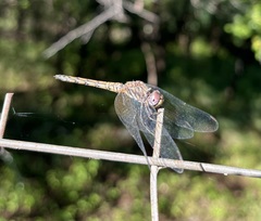 Trithemis werneri
