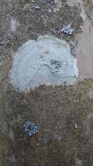 Pertusaria texana