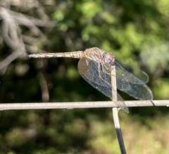 Trithemis werneri