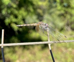 Trithemis werneri