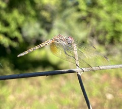 Trithemis werneri