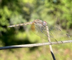 Trithemis werneri