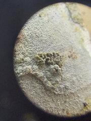 Pertusaria texana