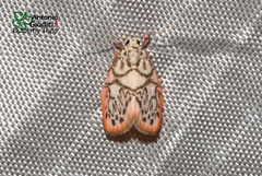 Miltochrista pudibunda